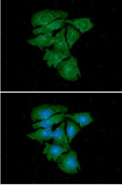 gamma Tubulin Mouse anti-Hamster, Human, Clone: 9D6, Novus Biologicals